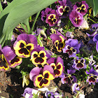 Pansies
