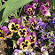 Pansies