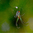 Orchard Orb Weaver
