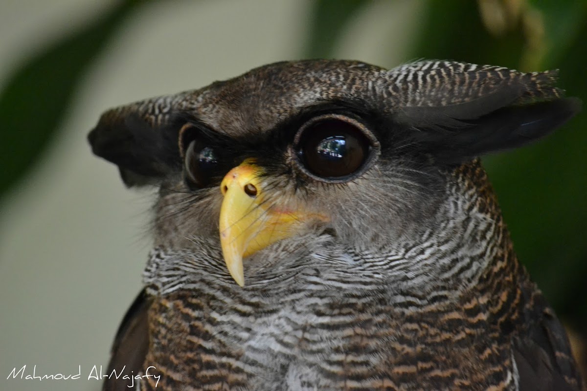 Barred Eagle Owl (Malay Eagle Owl)