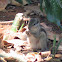 Indian Palm Squirrel