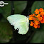 Common Emigrant