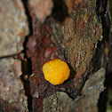 Witch's Butter