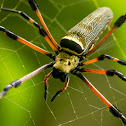 Golden Silk Orb-Weaver