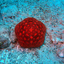 Cushion star red