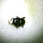 Little Dung Beetle
