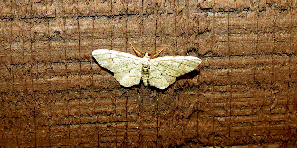 Spotting Image 1