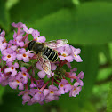European Hoverfly