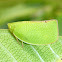 Green Mottled Planthopper