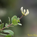 Chaparral Honeysuckle