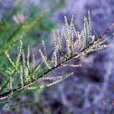 Saltcedar