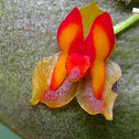 Mini Orchid