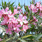 Nerium Oleander (laurel de jardín)