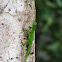 Anole