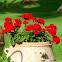Geranium