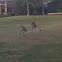 Sand crane