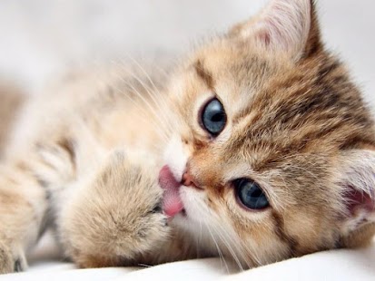 How to mod Dear Kittens patch 1.0.1 apk for bluestacks