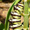 Monarch