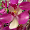 Ground Orchids