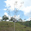 Poro poro tree