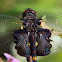 Black Saddlebags dragonfly (male)