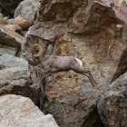 Borrego Bighorn Ram