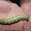 green caterpillar