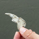 European rabbit? (jaw bone)