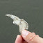 European rabbit? (jaw bone)