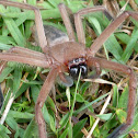 Shield Huntsman Spider
