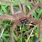 Shield Huntsman Spider