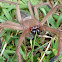 Shield Huntsman Spider