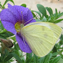 Small White