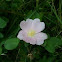 Wild rose