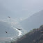 Turkey Vulture