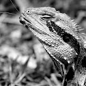 water dragon