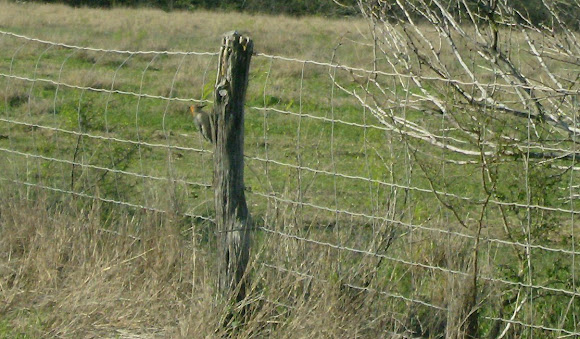 Spotting Image 1