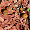 Hydnum umbilicatum mushroom