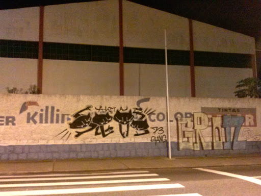 Graffiti Gatos
