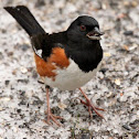 Eastern towhee