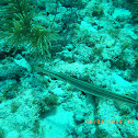 Trumpetfish