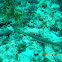 Trumpetfish
