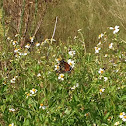 Monarch