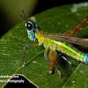 Monkey Grasshopper