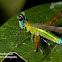 Monkey Grasshopper