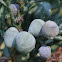 Juniper Berries