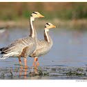 Bar-headed Goose
