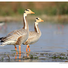Bar-headed Goose