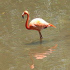 American Flamingo