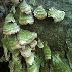 Shelf Mushroom